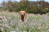 GOLDEN RETRIEVER 160